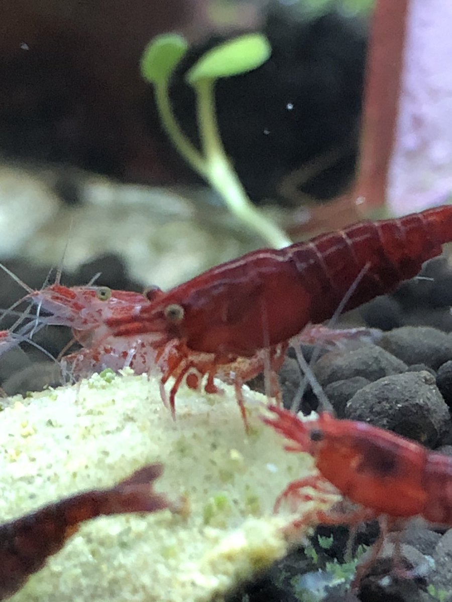 I think this one is a female with eggs!!And... some photobombing  #shrimptank pals.