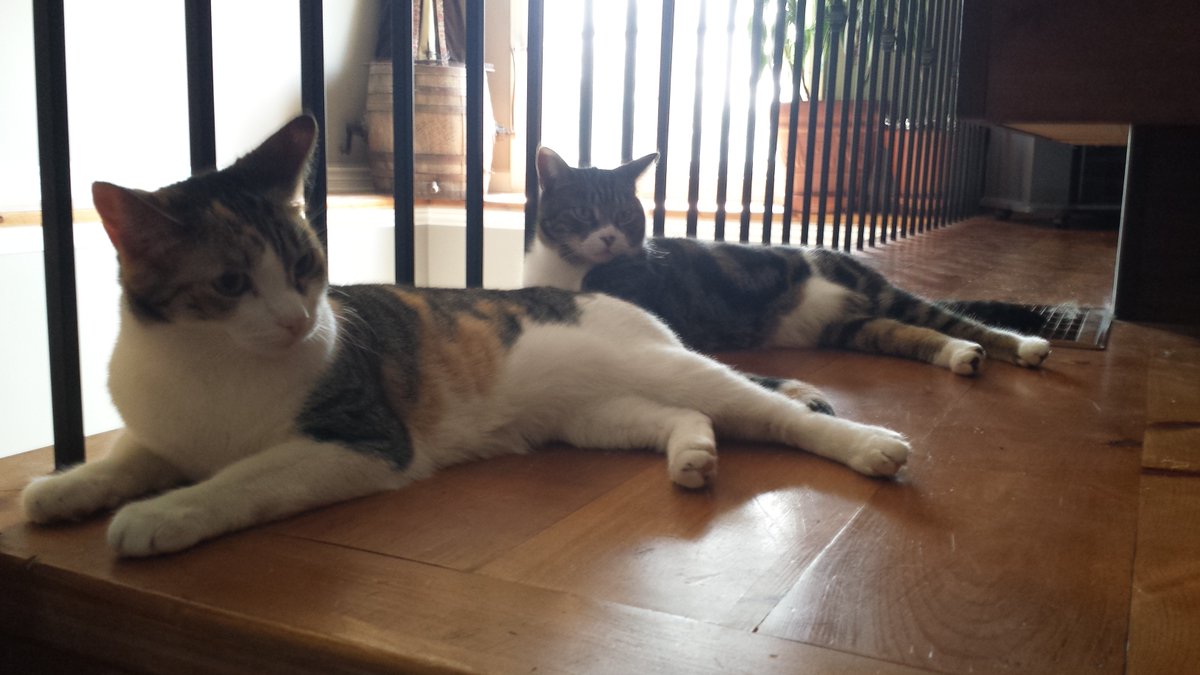 ScottTh66153768's tweet photo. @afdcaptrb Cadbury ( left ) and Diva continue to be a BIG help to us - helps Sue deal with her Grief / Me with my PTSD .
#AnimalsHelp https://t.co/8h4b3xqJOM