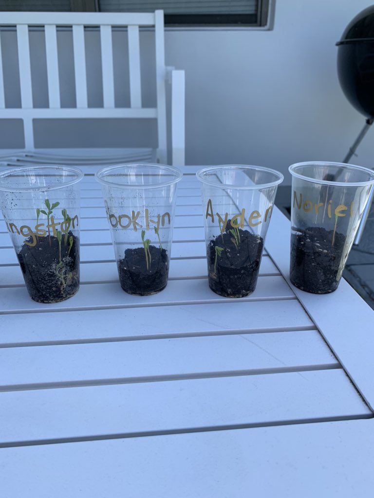 Michelle A. Navetta (@michellenavetta) on Twitter photo Reporting live🎙as the #PlantMom care for the lentils from #MissNavettasClass continues...
Sprouts🌱& leaves🍃galore!
Nature & science are amazing!
When we return to <a href="/HagenRoad/">Hagen Road</a> 💚my #JrRoadRunnerS are going to flip! 🎉
#EveryHeroHasAStory #GoalsPBC #TeamHagen Reporting live🎙as the #PlantMom care for the lentils from #MissNavettasClass continues...
Sprouts🌱& leaves🍃galore!
Nature & science are amazing!
When we return to <a href="/HagenRoad/">Hagen Road</a> 💚my #JrRoadRunnerS are going to flip! 🎉
#EveryHeroHasAStory #GoalsPBC #TeamHagen