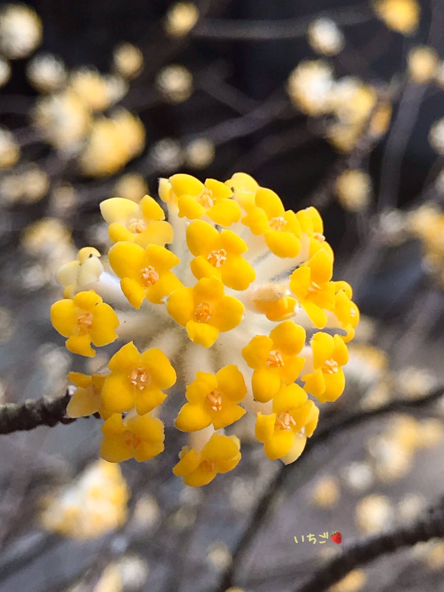 おはようございます

春の花は枝から咲くものが多いので葉っぱの姿をあまり知りません🍃🤔🍃
青葉のしげる季節にここを通ってもミツマタの木とは気づかないかもしれません