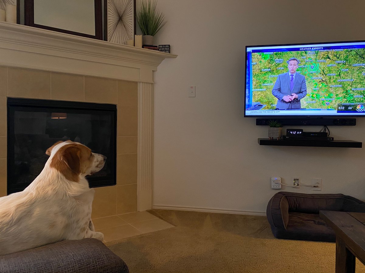 chelseaseaton's tweet photo. @NBCDFWWeather Chloe is watching the weather wondering when she’ll be able to go outside without getting muddy. https://t.co/xA5FJ8uVm8