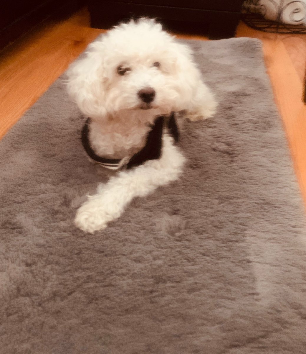 ExtraInKinder's tweet image. More animal friends helping their Kinders learn 😻 
Hi, Pickles, Coco, &amp;amp; Sky! #Burbank111 #KennedyCallOut