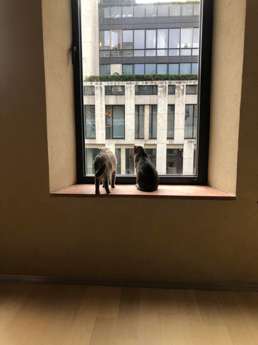 MeowMoeDotCom's tweet photo. Where’d all the #People go?
 
#Cats #Cat #Kittens #Kitten #Kitty #Pets #Pet #Meow #Moe #CuteCats #CuteCat #CuteKittens #CuteKitten #MeowMoe
 
#Whered
 
https://t.co/TyFzVQWqRI
 
. https://t.co/zD4YEO5Rsh