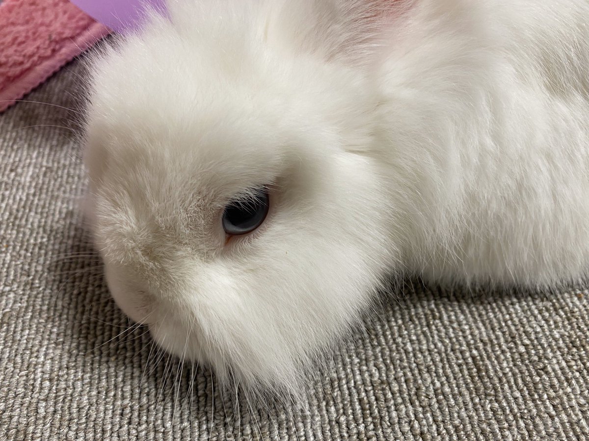 風船うさぎモコちゃん