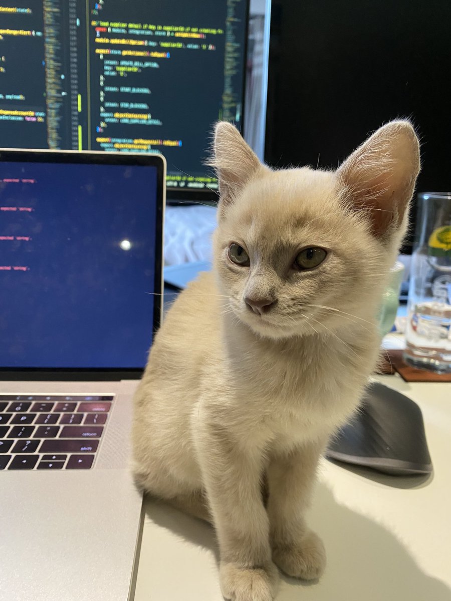 _thidoo_'s tweet image. WFH just got a whole lot cuter!! Please meet my new cuddly ball Romeo!! 😻❤️