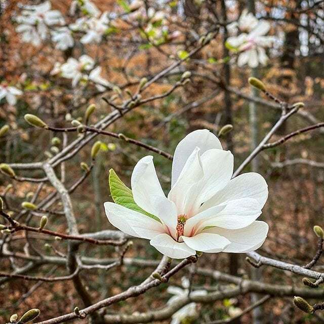 Here comes the sun 🎵 . 📷: @travelingscottga . . #piedmontpark #lovepiedmontpark #atlanta #weloveatl #midtownatl #discoveratl #nature #natureconservancy #atl #atlskyline #skyline #city #cityscapes #atliens #atlantasights #atlantalife #atlbucketlist #l… ift.tt/3a2lG7E