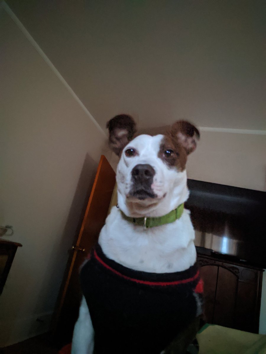 GeorgeJAndrade's tweet photo. @LearNonsense Gremlin jumped up and said, "What? It's Rosie's birthday? Happy Birthday 🎂! https://t.co/Dfxa4k2Pyf