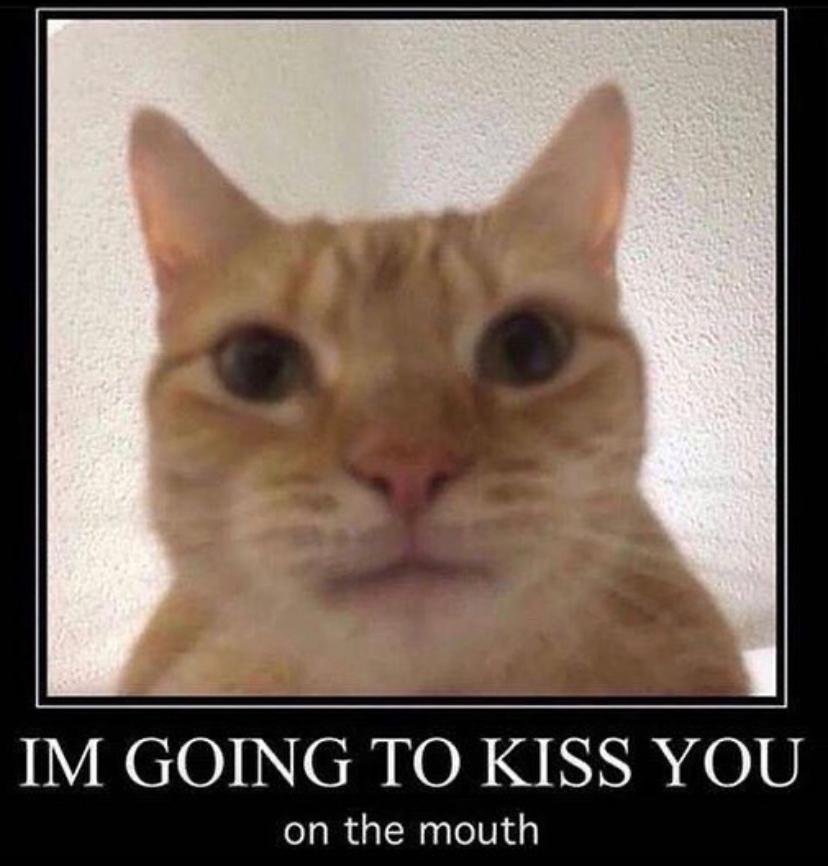 Mingecko tweet picture