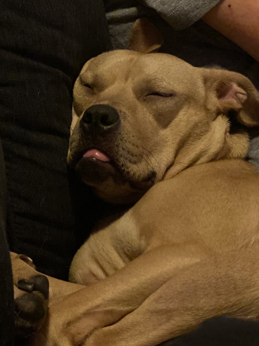 Day  — WFH is tiring ... (yes, that is her tongue)