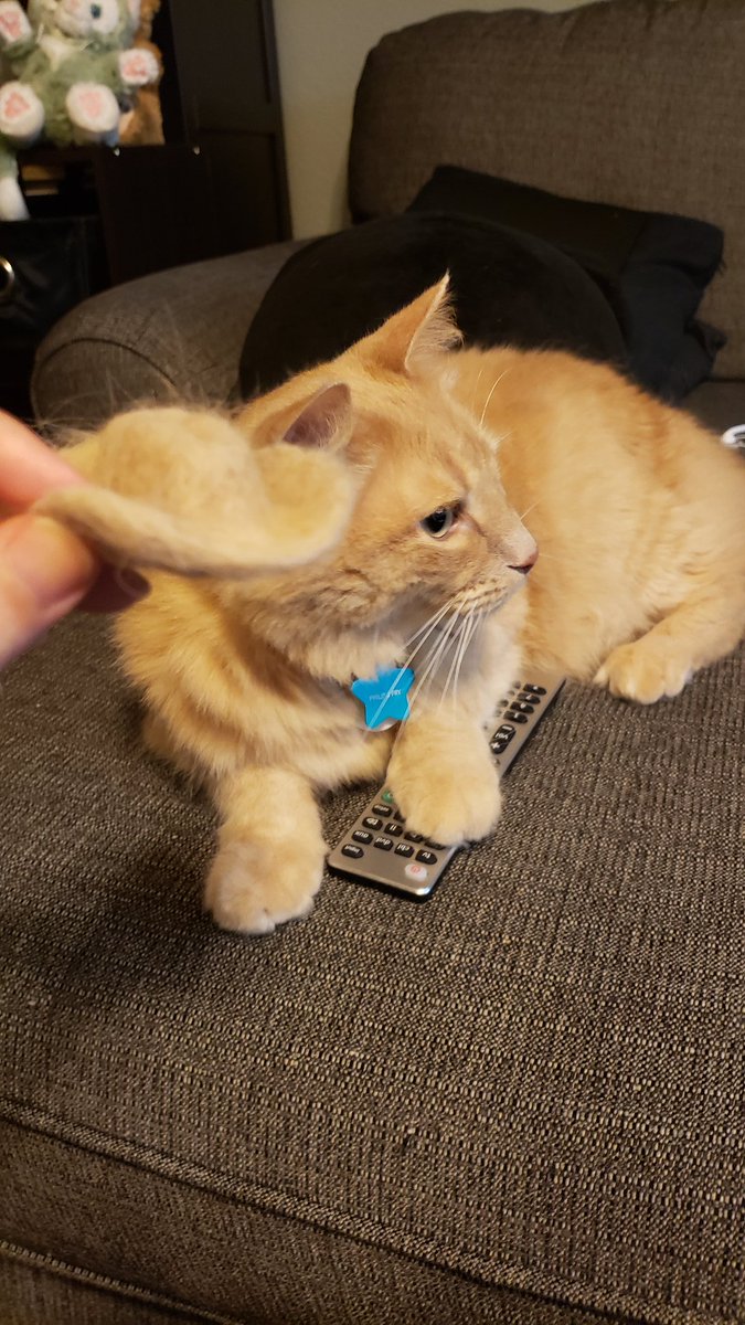 Lilit- None Gender: Left Beef tweet media