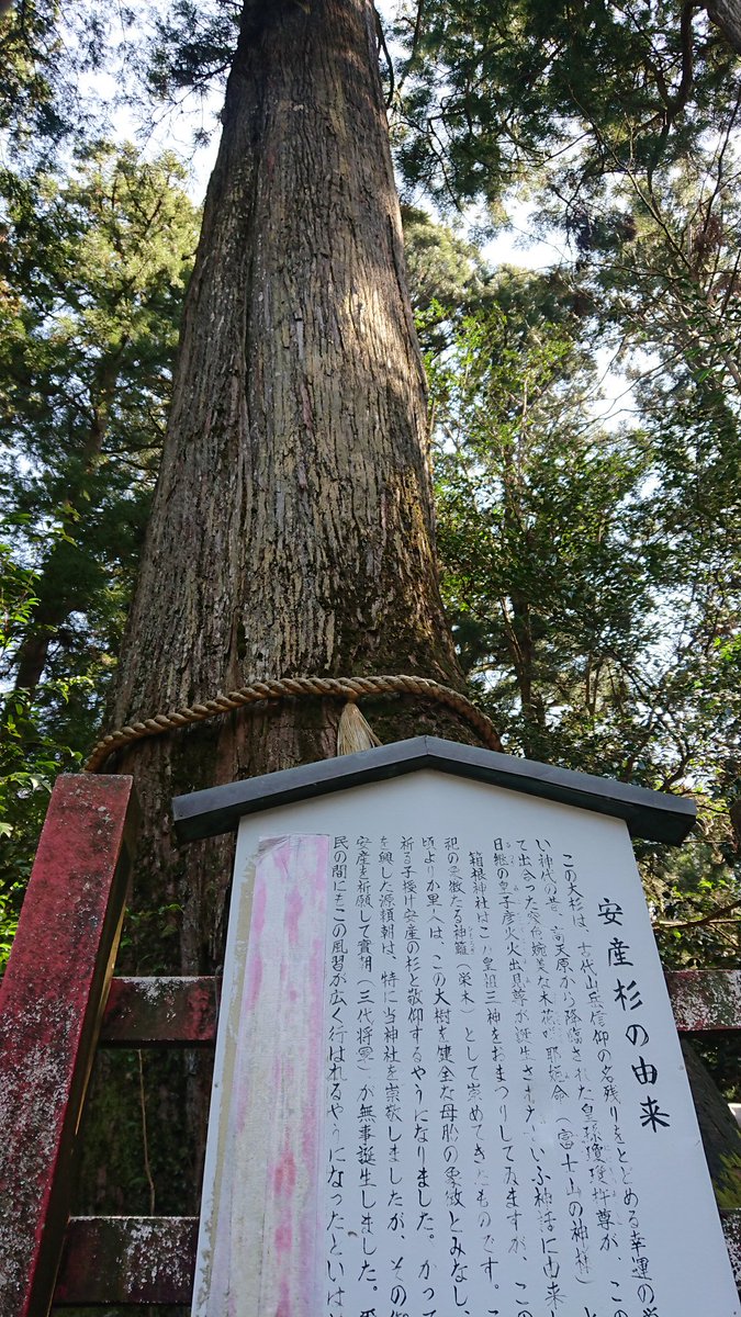 安産杉 安産杉