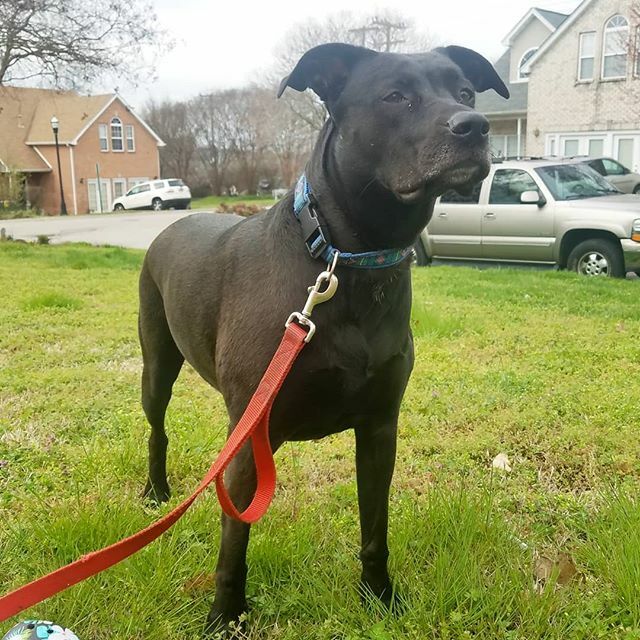 NashvilleinaBox's tweet photo. Our sweet girl 🐶❤
#dogsofinstagram https://t.co/TlWFLHqNje https://t.co/cQgklGEDBP