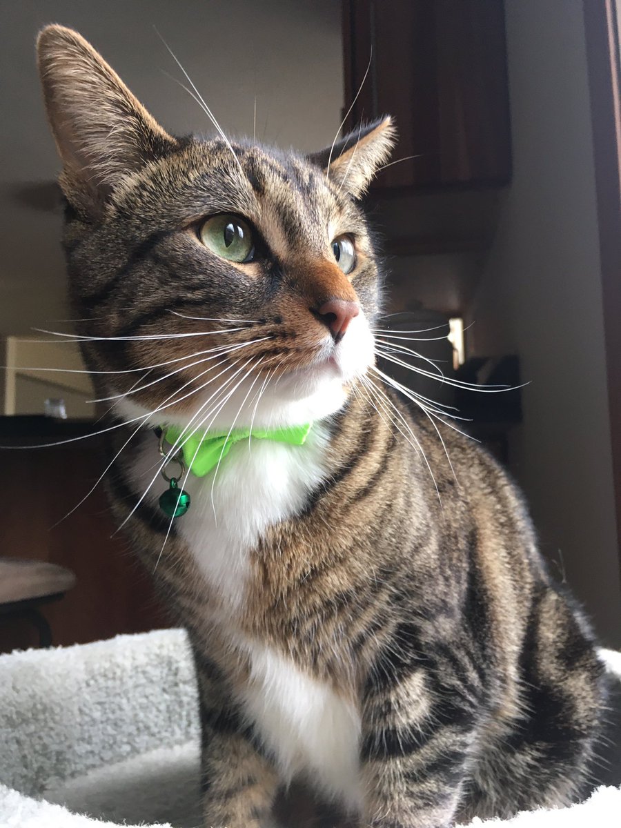 srta_carterj's tweet photo. ¡Feliz tercer cumpleaños a Don Quijote! Eres un gatito fiel, cariñoso y especial. ¡Te quiero, Q!😻😽😘 https://t.co/Y8hUVsaucm