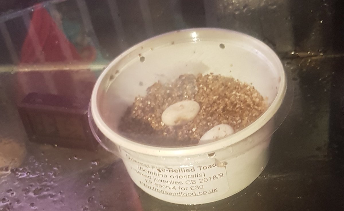 Highbreedreps's tweet photo. First Crested Geckos eggs of the year 🥰🎉🎉 https://t.co/FTDFAQAUXV