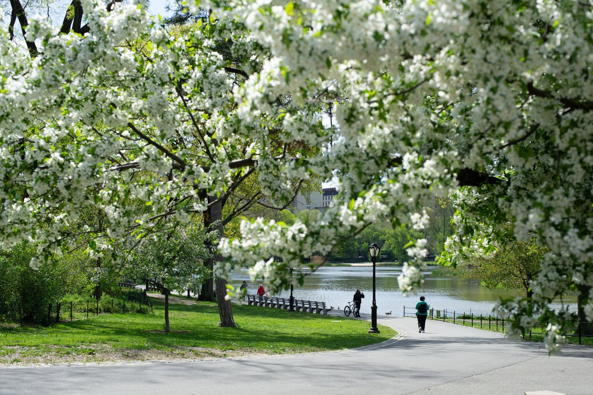 CentralParkNYC's tweet photo. Central Park's Harlem Meer is a stunning location to take in the flowering trees and all of nature's beauty. We hope this view of last year's spring bloom provides some soothing calm to your day. https://t.co/pwfFsWyjgW