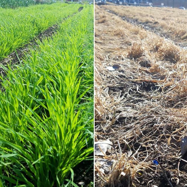This before and after picture of our cover crop shows what happens to the plants over the winter. While the cover crops may look a bit worse for wear now, they are still working to ensure healthy spring soil.
Their root systems keep key nutrients from be… ift.tt/3a1EHXF