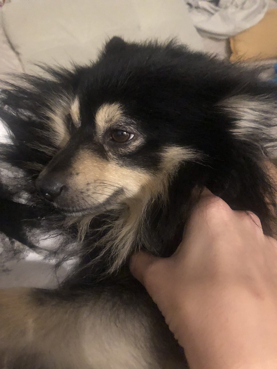 cristia28012188's tweet photo. @mileniolive @navedelmisterio @carmenporter_ No se vosotros chicos somos petra y cristian y nuestro perro lleva una semana muy sensible y raro el es valentino https://t.co/uwgvPmWSSb