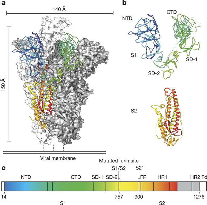 Here is what that looks like, for a related betacoronavirus.S2 sits behind S1 before being cleaved by the host proteases.The combined Spike protein is only metastable in its trimerized protruding configuration. Cleavage allows it to open up. https://www.nature.com/articles/nature17200