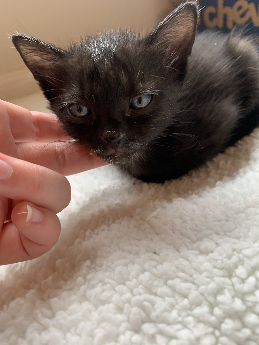KD_0003's tweet photo. @KittiesofAustin I have some adorable 6-week old kittens and their gorgeous 1-year-old mom! These babies will be available (hopefully) in two weeks! https://t.co/XNeNSqDN3E