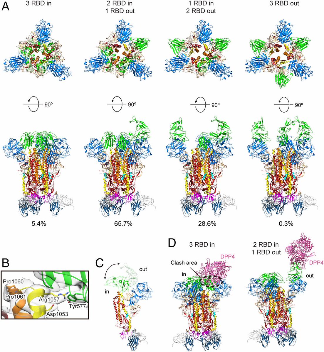 The appearance somewhat resembles a claw.Here is what they look like in various folded and unfolded states of the MERS-CoV betacoronavirus, for instance: