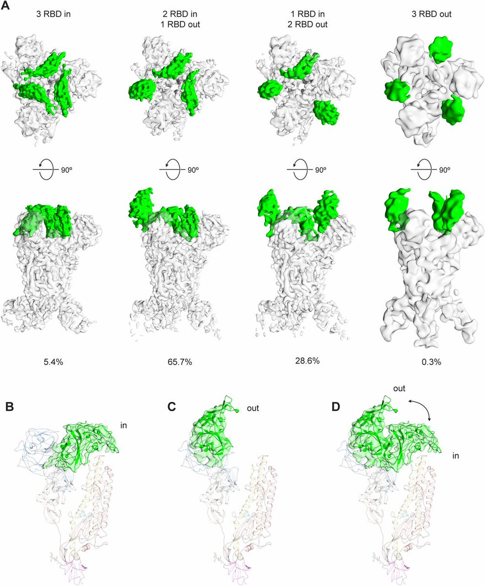 The appearance somewhat resembles a claw.Here is what they look like in various folded and unfolded states of the MERS-CoV betacoronavirus, for instance: