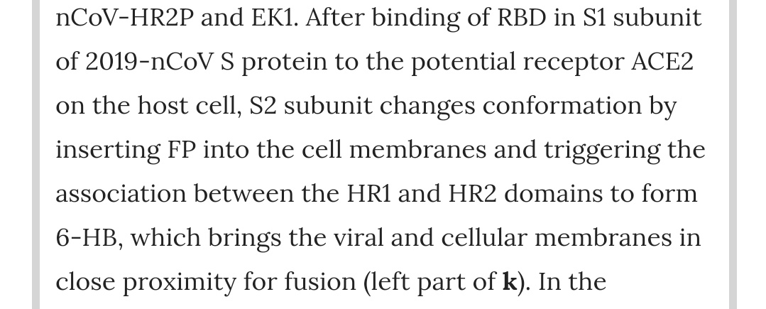 S1 binds, anchoring the virus to ACE2 via RBD.Cleavage of S2 from S1 causes S2 to rotate forward, jamming the fusion protein FP through the cell membrane to form a second anchor.Spike HR1 and HR2 domains pair up into 6-HB, pulling the viral membrane against the cell membrane.