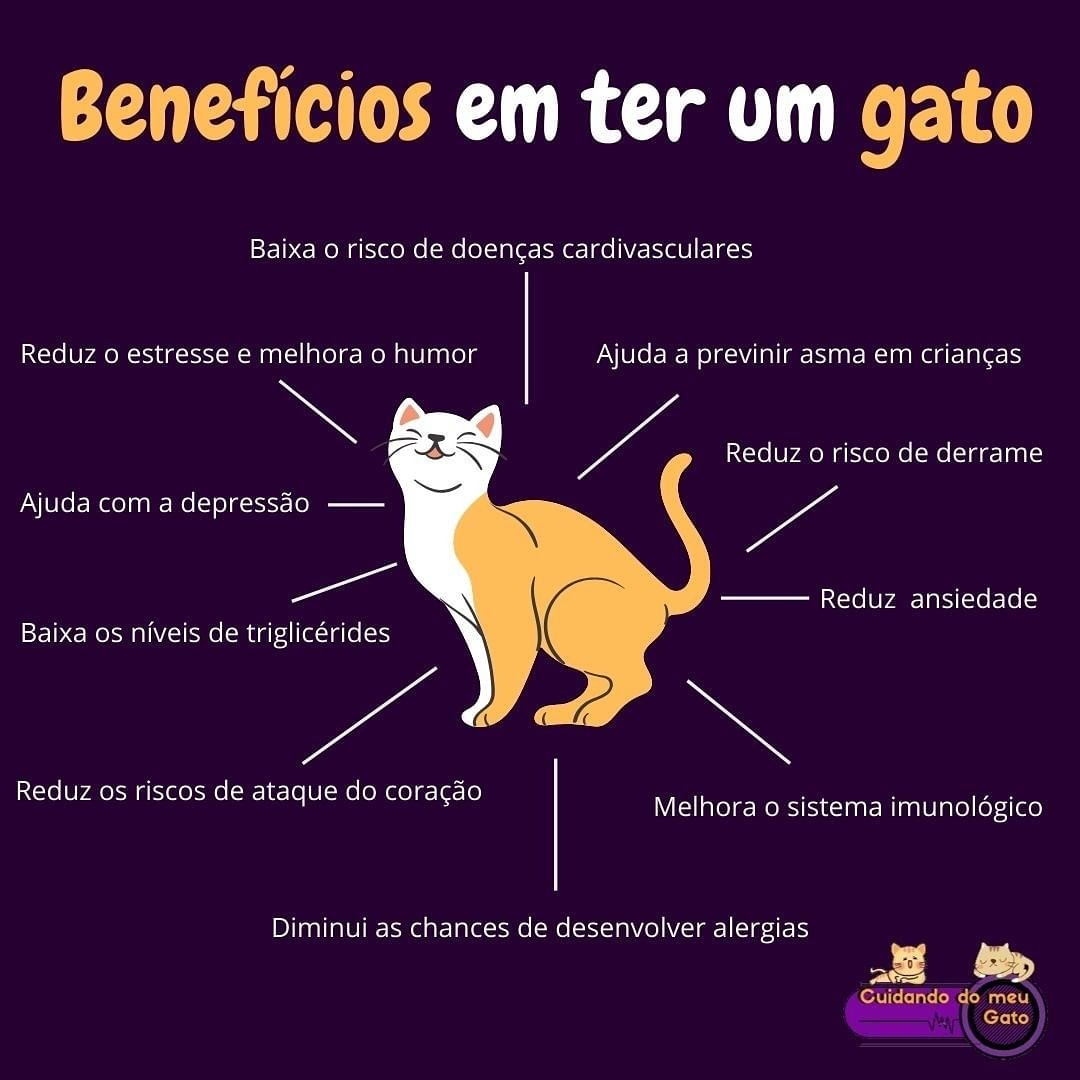 Isabela Xenofonte on Twitter: "Benefícios em ter um gato ❤😻 #Gato  #MãeDeFelino #Felino https://t.co/C9Cy5ed85v" / Twitter