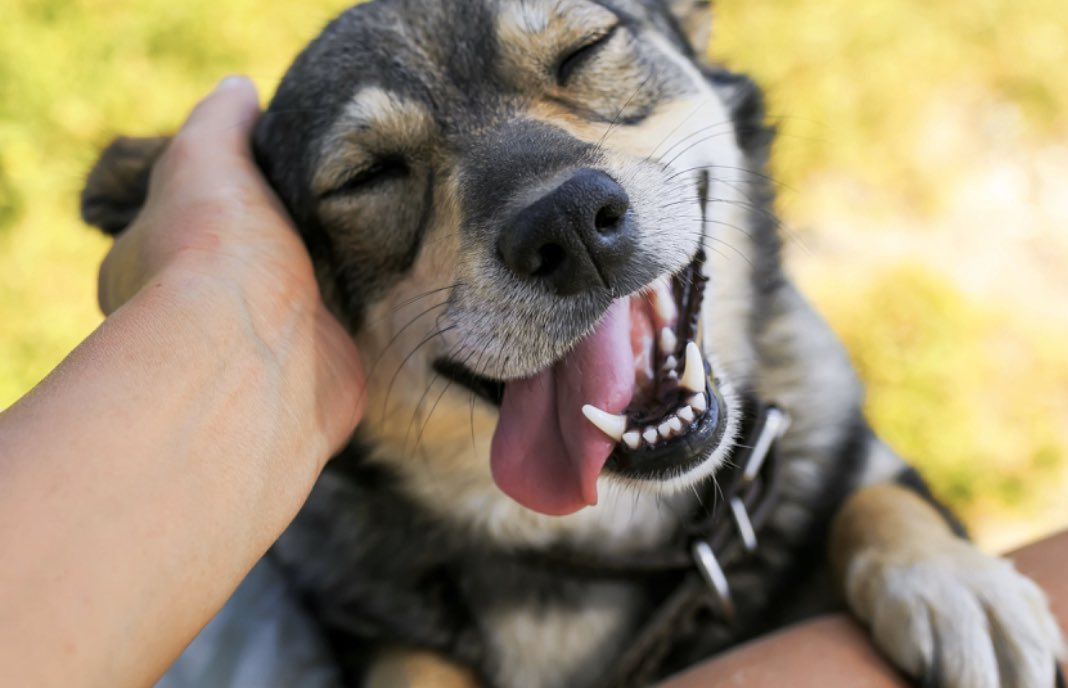 The Scientists at Pet Gotcha Day! developed a cure for homebounditis! Animal fostering! Shelters across the nation are overflowing with adoptable pets. Turn Covid-19 upside down and let’s use this time to help all furkind. Find your local rescue/shelter on petgotchaday.com