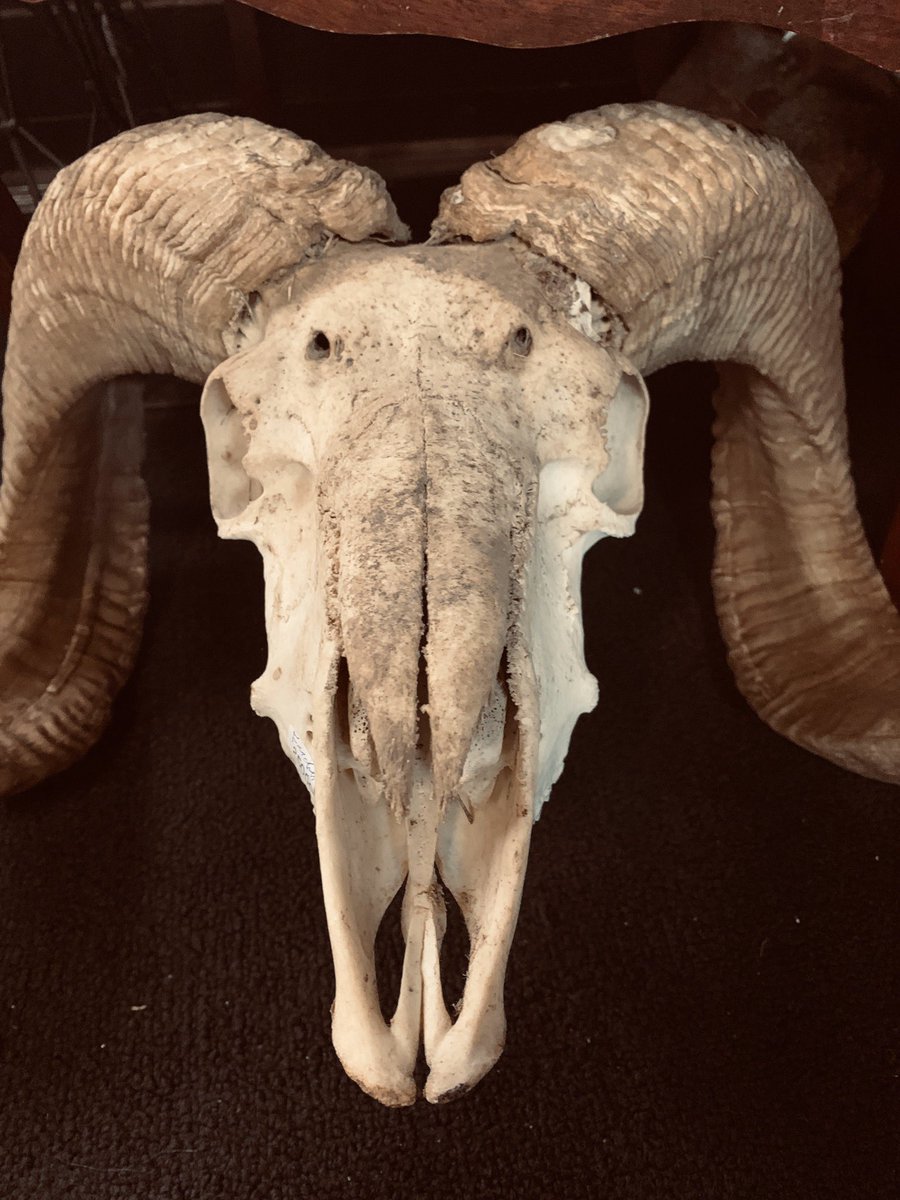 ElPasoOddities's tweet photo. #ramskull available! We can ship or online pickup! 

#oddities #skulls #curiosities #elpaso https://t.co/3x4RhZt9I2