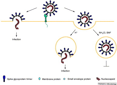This process usually occurs within a vesicle formed from the cell membrane, containing the virus and allowing it into the cell. The vesicle forms after the virus binds to ACE-2. https://www.sciencedirect.com/science/article/pii/S0966842X04001878