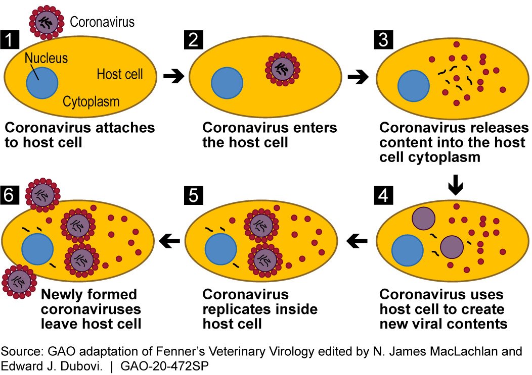 This process usually occurs within a vesicle formed from the cell membrane, containing the virus and allowing it into the cell. The vesicle forms after the virus binds to ACE-2. https://www.sciencedirect.com/science/article/pii/S0966842X04001878