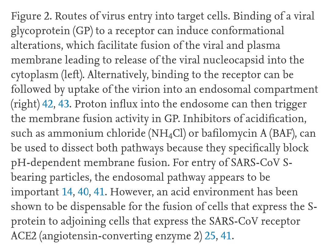 This process usually occurs within a vesicle formed from the cell membrane, containing the virus and allowing it into the cell. The vesicle forms after the virus binds to ACE-2. https://www.sciencedirect.com/science/article/pii/S0966842X04001878