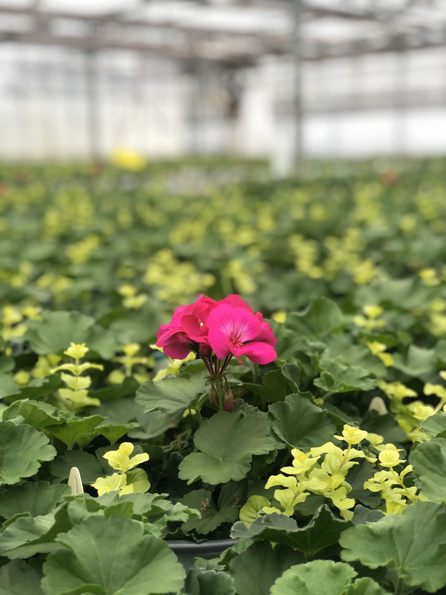 One bloom closer to spring 🌿