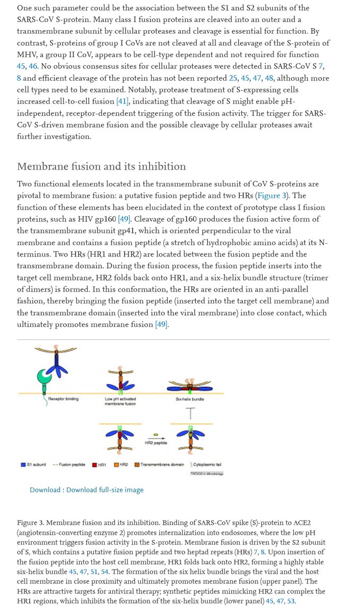 Here is an illustration of the stage at which the fusion protein is inserted through the cell membrane.Once this second anchor is available, the trimeric structure flattens and pulls the two membranes together against it, resulting in their fusion and coalescence.