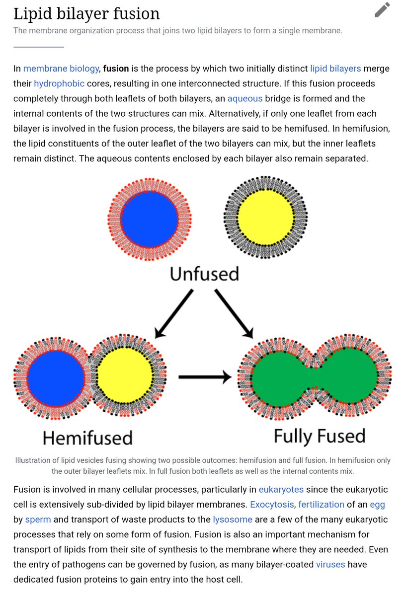 Here is an illustration of the stage at which the fusion protein is inserted through the cell membrane.Once this second anchor is available, the trimeric structure flattens and pulls the two membranes together against it, resulting in their fusion and coalescence.