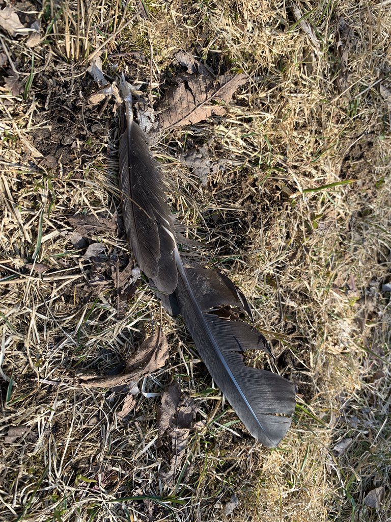 Sara Burden tweet media