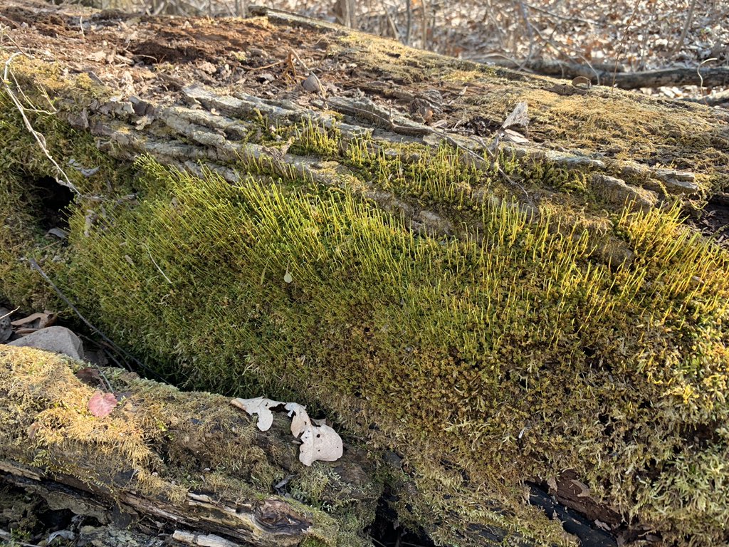 Sara Burden tweet media