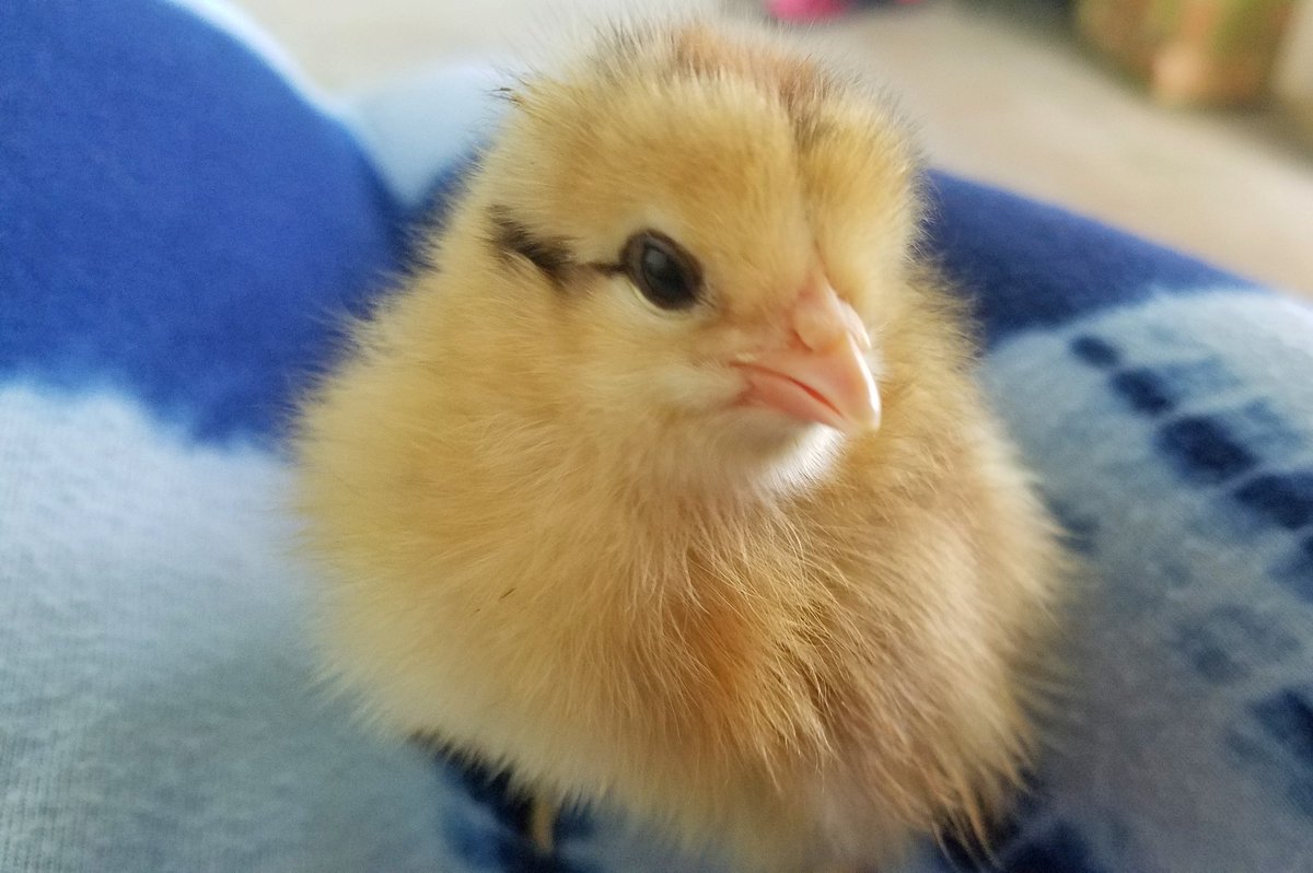 joycecherrier's tweet photo. @LearNonsense Happy Birthday Rosie! Here's one of my chickens when she was a baby chick 🐣 😊 https://t.co/x0jF1HRqXy