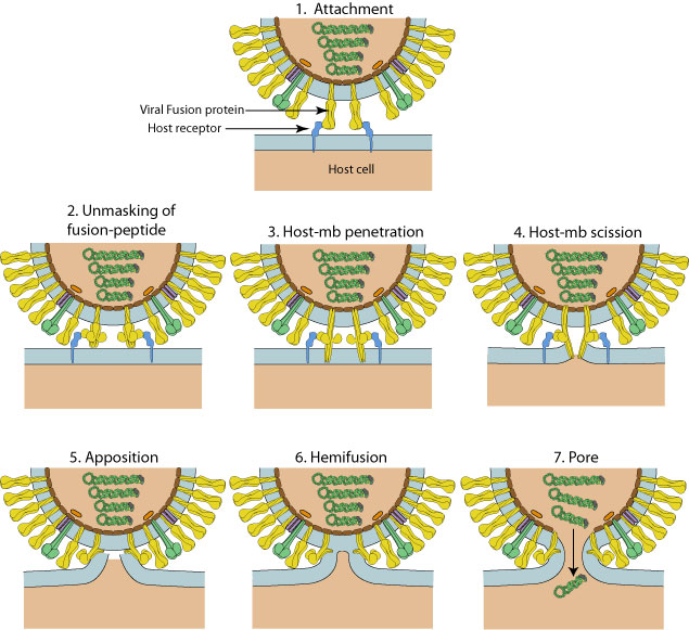 The virus everts itself at the location of membrane fusion, projecting its internal contents freely into the cell.Note the dimerized 'opening' process forming the transmembrane domain, just prior to eversion.