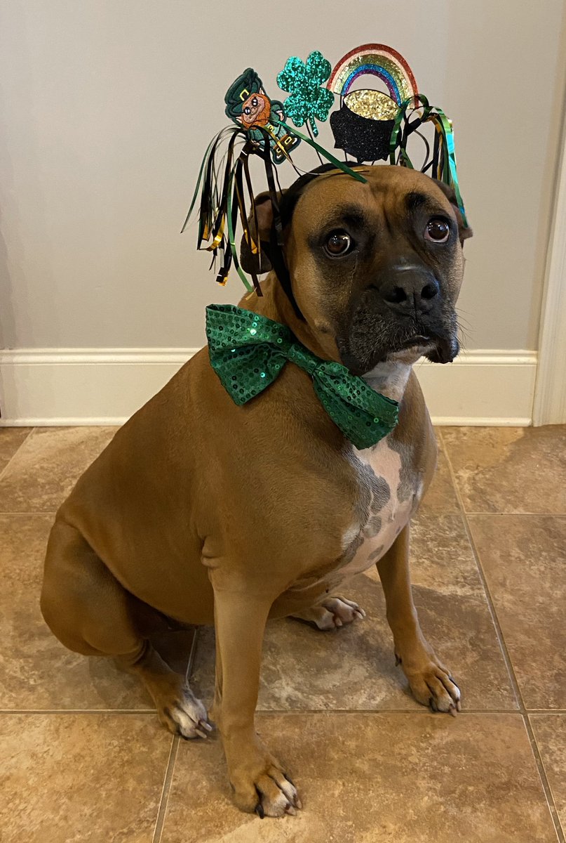 BoxerNamedSue's tweet photo. Even though this social distancing is getting me down, here’s wishing you a Happy St. Patrick’s Day! https://t.co/LhP9ZTNYbs