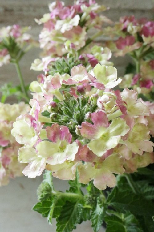 ジャルダンドゥヴィオレ バーベナ ラナイヴィンテージウォッカ パステルの春 切り戻ししながら これからの季節 長く花姿をお楽しみ頂けます T Co Qt3fykoeuh Jardindeviolettes