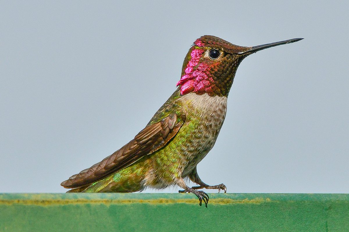 Anna’s Hummingbird: 
#birds #birding #birdwatching #birdphotography #birdoftheday #Hummingbird #annashummingbird #birdwatchingphotography #nikon #nikonphotography #wildlifephotography #wildlife #nature #naturephotography #bestbirds #bestbirdshots