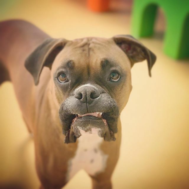 thebarkeley's tweet image. When it’s day 1 of the quarantine 😷and you’re already missing all of your furriends. 🐶😩
#mood #quarantine #dogs #dogstagram #dogsofinstagram #dogsofinsta #dogsofig #quarantinemood #boxersofinstagram #boxer #dogdaycare ift.tt/39Zn2Qd