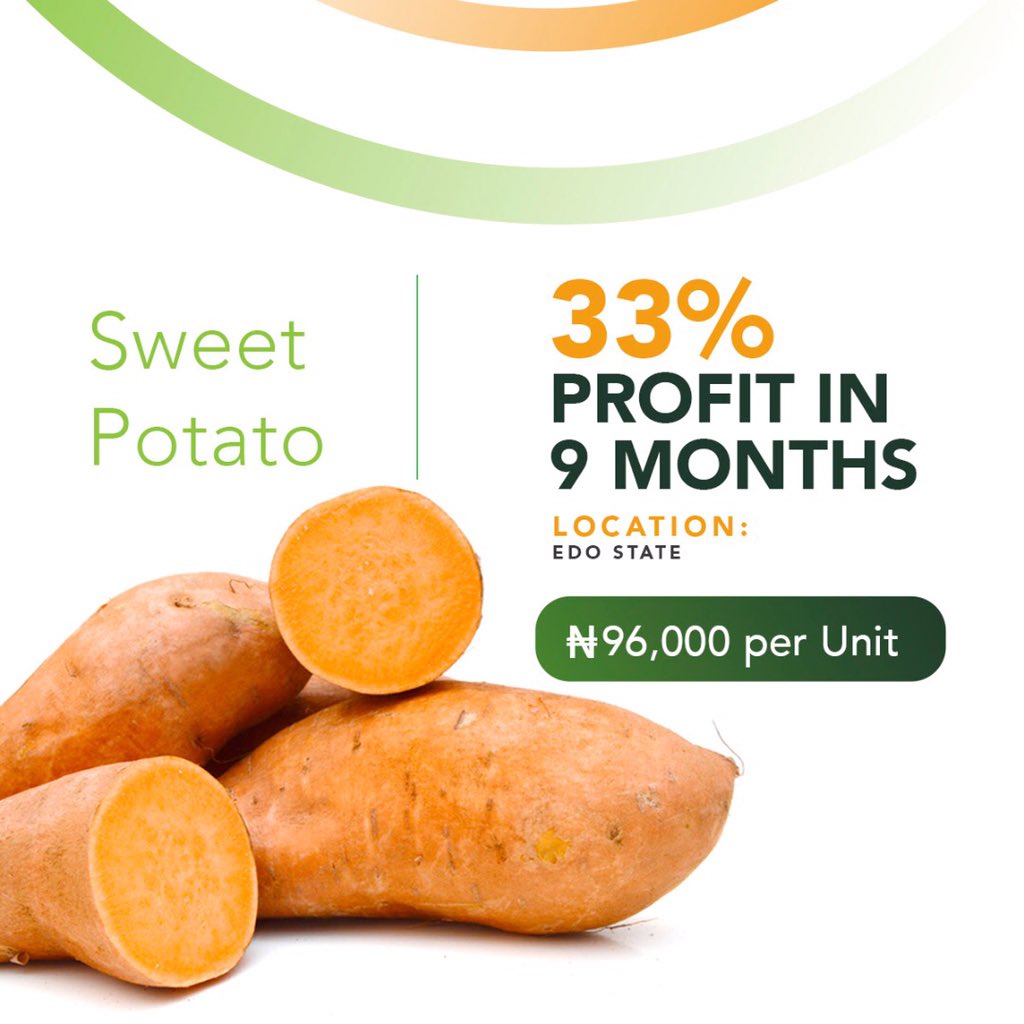 we_pull_invest's tweet photo. Investment Alert🚨🚨🚨

Agropartnerships Sweet Potatoes Farm would be up for investment tomorrow.

N96,000 per unit for a period of 7 months at an interest rate of 33% and they are insured.

When creating an account, kindly use this referral code: tom2068. https://t.co/mFeKw1MCxk