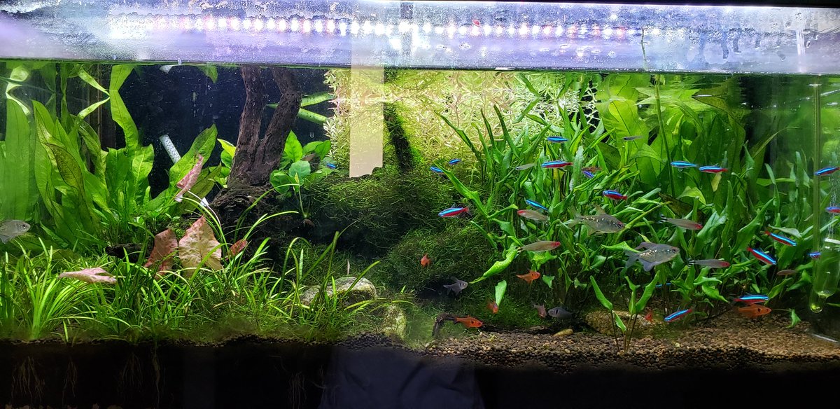 だーてん Na Twitteru アマゾンソードとか伸びちゃってるからトリミングする 熱帯魚 だーてん Na Twitteru アマゾンソードとか伸びちゃってるからトリミングする 熱帯魚