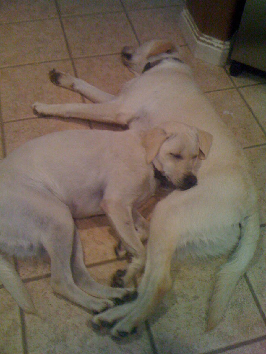 catergurl's tweet photo. @LearNonsense Mattie and Bodie say Happy Birthday https://t.co/7kRQf8Zt0a