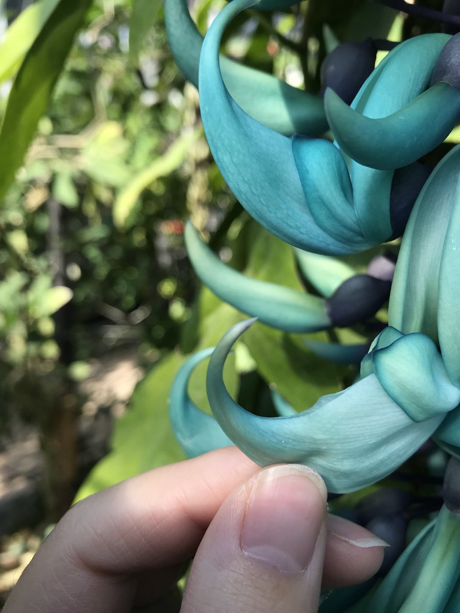 とちぎ花センター 公式 Pa Twitter 今日のヒスイカズラ 今日のポピー 植物園のヒスイカズラは自然に実をつけません 各地の植物園 で実がなっていたらそれは植物園スタッフさんの頑張り 今年初受粉 結果はおたのしみに 実がなる確率数百分の一 自然界では