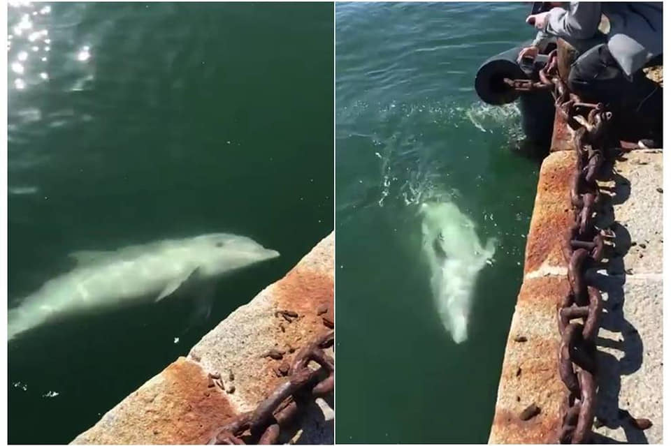 GoodLuckMx_'s tweet photo. Los resultados de la cuarentena en Italia: jabalíes han entrado a la ciudad🐗, en Venecia el agua se ha tornado clara, delfines🐬 cerca de los puertos y patitos en las fuentes de Roma🦆⛲️. 
¡La naturaleza puede sanar si le damos una oportunidad😍! https://t.co/dWSg86FAZ0