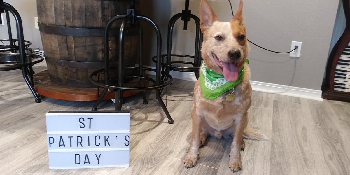 Happy St. Patrick's Day from the dog named after a liquor. #Beamer #JimBeam #drinkingathome #washyourpaws