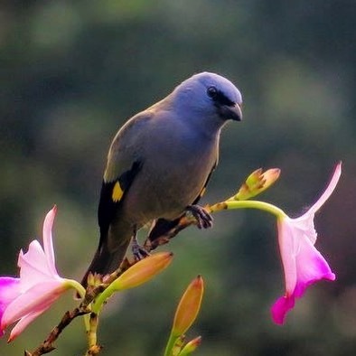 #tropicaltuesday
A Yellow-winged Tanager from our 2019 Venture to Guatemala, by Aaron Steed, @neotropsteed . This tanager can be found from northeast Mexico south to Nicaragua and is fairly common at edges and in semi-open areas.  … ift.tt/2WivEO9